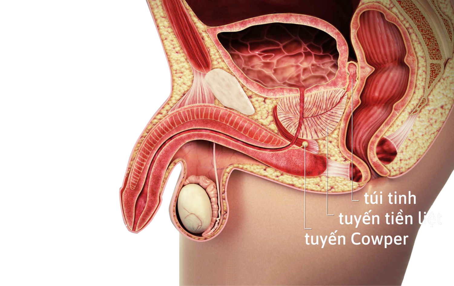 tuyen tien liet la gi